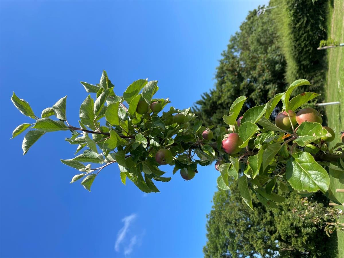 Community Orchard