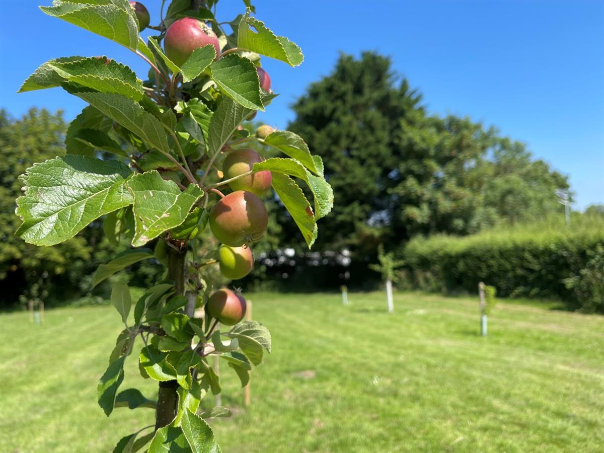 Community Orchard