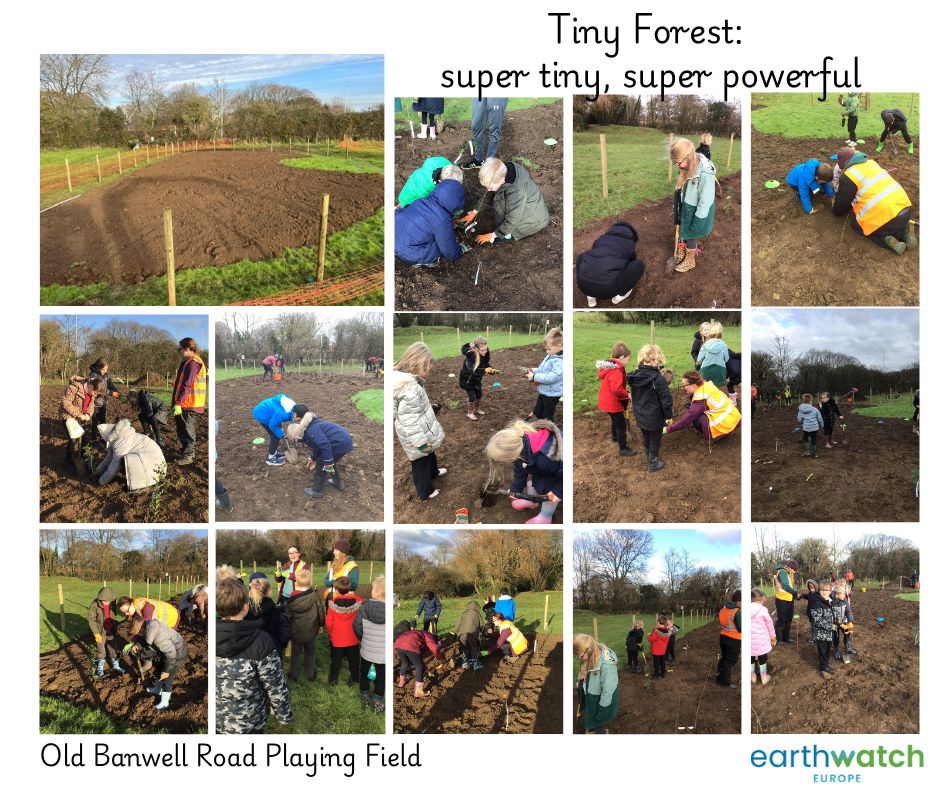 Tiny Forest picture montage